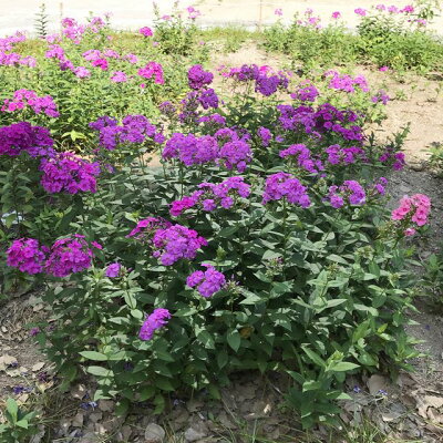 楽天市場 クサキョウチクトウ属 宿根フロックス3株セット 花色お任せ 産直花だん屋