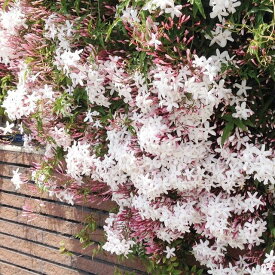 楽天市場 つる 性 植物 花の通販