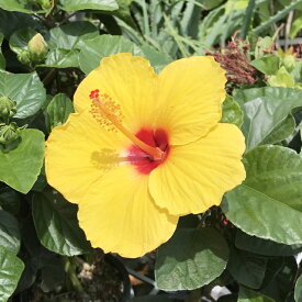 楽天市場 ハイビスカスの土の通販