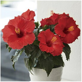 楽天市場 ハイビスカスの土の通販