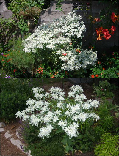 楽天市場 ユーフォルビア属 初雪草氷河3号ポット 産直花だん屋