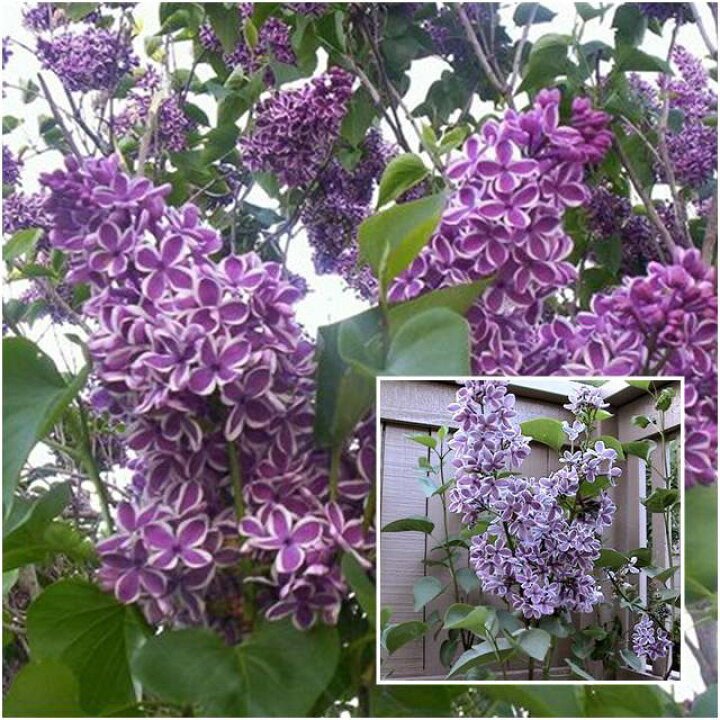 楽天市場 ハシドイ属 ライラックセンセーション一重二色咲き4 5号ポット 産直花だん屋