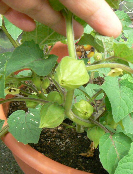 楽天市場 ホオズキ自根苗 食用ほおずき3号ポット 産直花だん屋 楽天市場 ホオズキ自根苗 食用ほおずき3号ポット 産直花だん屋