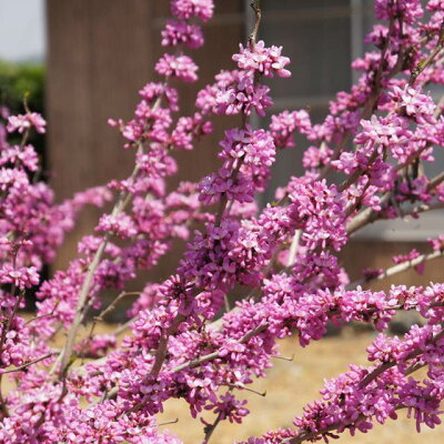楽天市場 ハナズオウ属 ハナズオウ紫 4 5号ポット 産直花だん屋