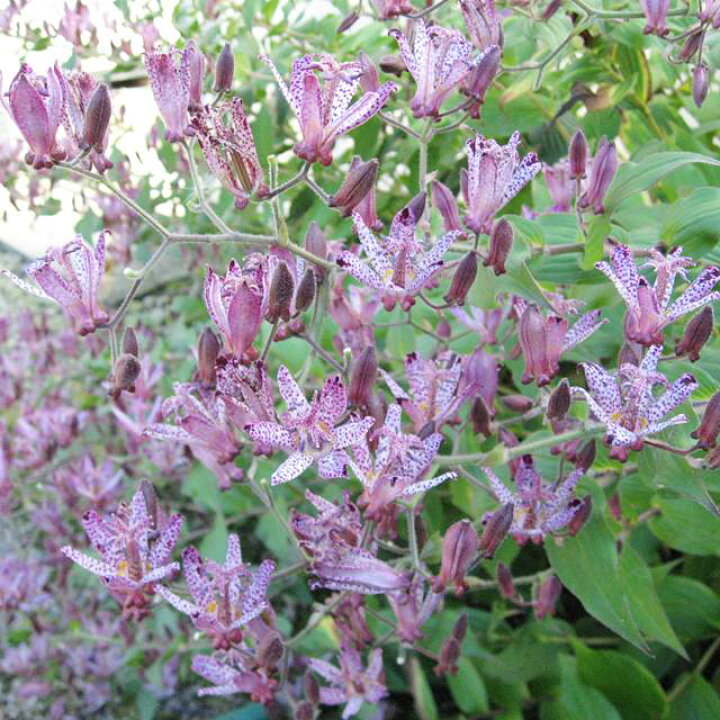 楽天市場 ホトトギス属 ホトトギス クラマ 3号ポット 産直花だん屋