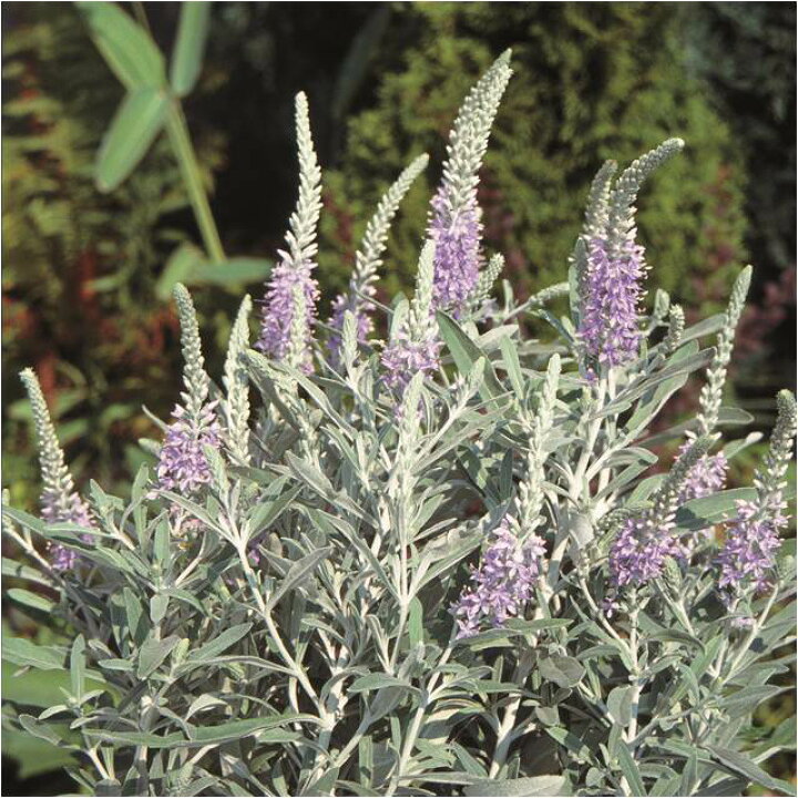 送料0円 ベロニカ トウテイラン 多年草 Www iwearparts Com