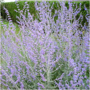 セージ 苗の人気商品 通販 価格比較 価格 Com