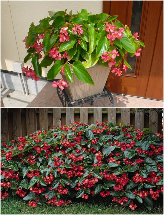 楽天市場 ベゴニア属 ベコニアドラゴンウィング3号ポット 産直花だん屋