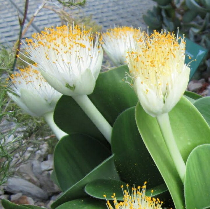 楽天市場 ハエマンツス属 マユハケオモト 6号鉢 産直花だん屋