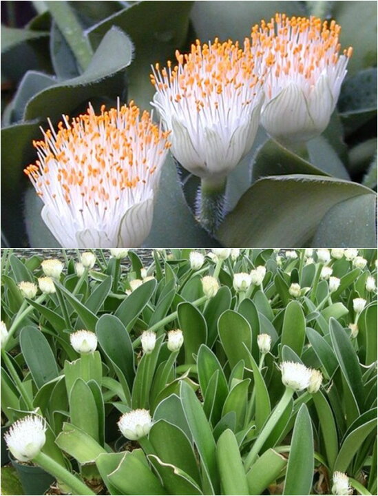 楽天市場 ハエマンツス属 マユハケオモト 6号鉢 産直花だん屋