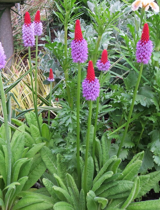 楽天市場 プリムラ属 プリムラ ビアリー 3 5号ポット 産直花だん屋