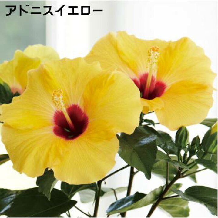 楽天市場 ハイビスカス属 ハイビスカスnewロングライフシリーズアドニスイエロー 3 5号ポット 産直花だん屋 楽天市場 ハイビスカス属 ハイビスカスnewロングライフシリーズアドニスイエロー 3 5号ポット 産直花だん屋