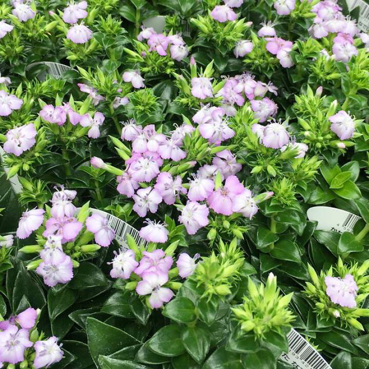 楽天市場 ナデシコ属 ハマナデシコサマーラベンダー3 5号lポット 産直花だん屋 楽天市場 ナデシコ属 ハマナデシコサマーラベンダー3 5号lポット 産直花だん屋