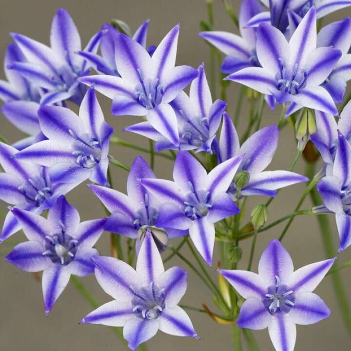 楽天市場 トリテレイア属 ブローディア ルディー3 5号ポット 産直花だん屋 楽天市場 トリテレイア属 ブローディア ルディー3 5号ポット 産直花だん屋