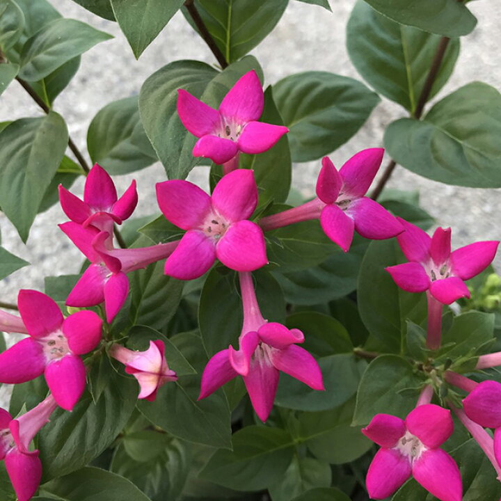 楽天市場 カンチョウジ属 ブバルディア 4号プラ鉢 産直花だん屋