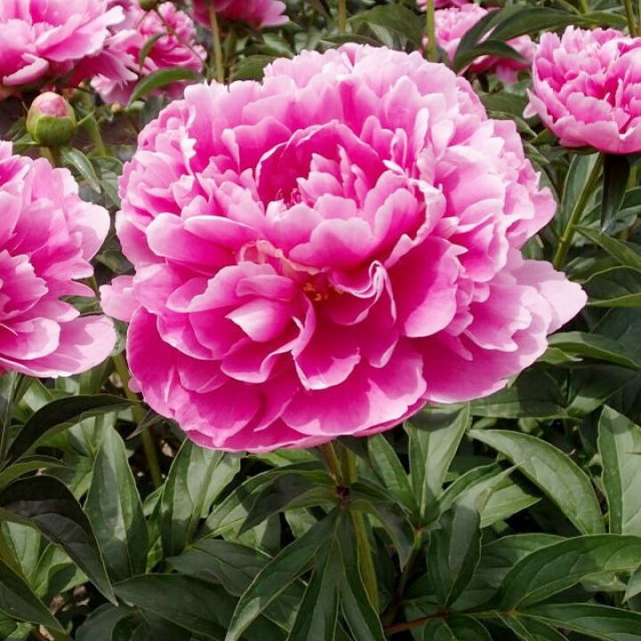 楽天市場 ボタン属 シャクヤク 芍薬 サラベルナール4号lポット 産直花だん屋