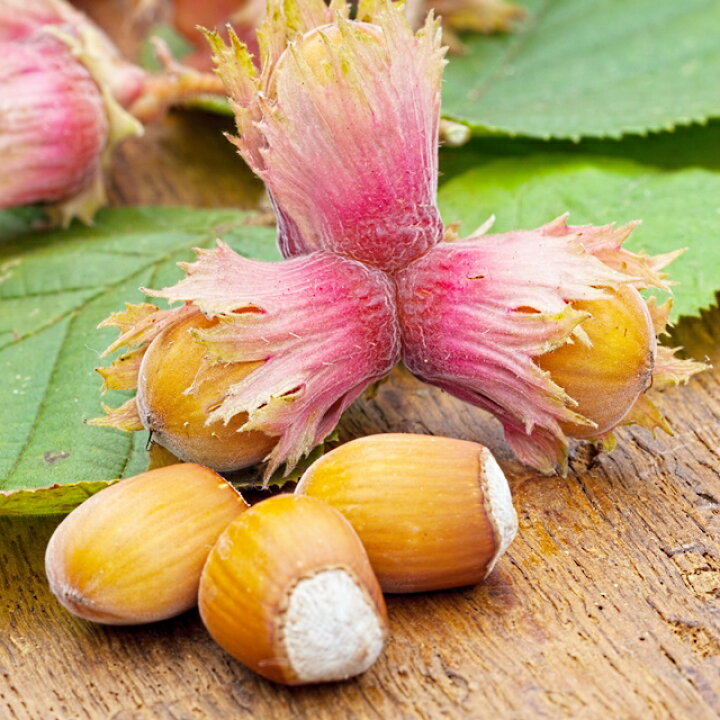 楽天市場 ハシバミ属 ヘーゼルナッツロードゼラヌート5号ポット 産直花だん屋 楽天市場 ハシバミ属 ヘーゼルナッツロードゼラヌート5号ポット 産直花だん屋