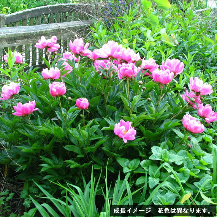 楽天市場】【ボタン属】シャクヤク（芍薬 ）滝の粧4号ポット : 産直花 