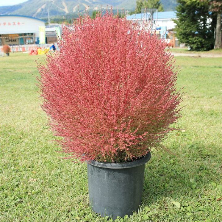 楽天市場 ホウキギ属 コキア3号ポット 産直花だん屋