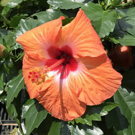 楽天市場 ハイビスカスの土の通販