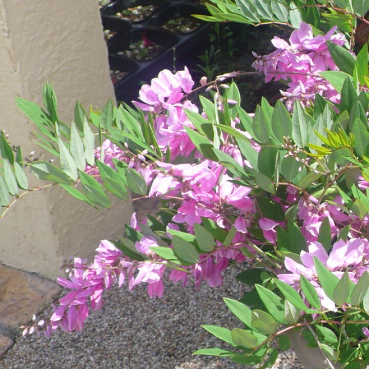 楽天市場 インディゴフェラ属 ニワフジ 庭藤 別名 イワフジ 3 5号ポット 産直花だん屋