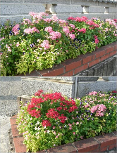 楽天市場 ペンタス属 ペンタス3株セット3号ポット 花色はお任せとなります 産直花だん屋
