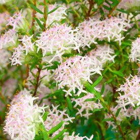 【ピメレア属】フォーシーズン3.5号ポット