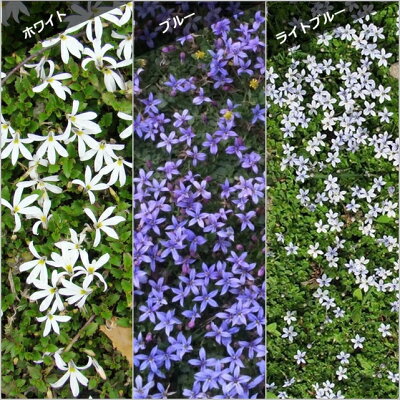 楽天市場 プラティア属 プラティア エクボソウ アングラータトレードウエリー3号ポット 産直花だん屋