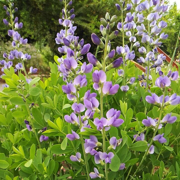 楽天市場 センダイハギ属 千代萩ムラサキセンダイハギ 3号ポット 産直花だん屋 楽天市場 センダイハギ属 千代萩ムラサキセンダイハギ 3号ポット 産直花だん屋