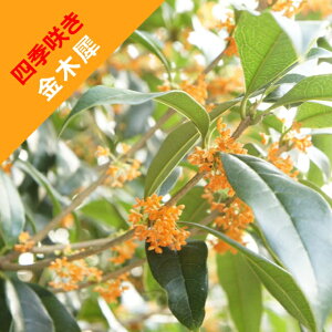 花 ポット 苗の人気商品 通販 価格比較 価格 Com