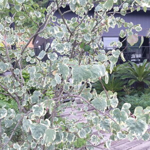 y}omLz}omL bߋ3.5|bg