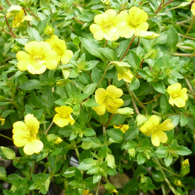 黄色い小花をジュータンのように咲かせる 大人気 メカルドニア属 贈与 イエロージュエル3号ポット