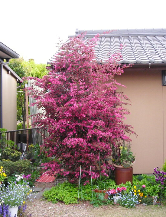 楽天市場 マンサク属 銅葉トキワマンサク紅花 4号ポット 産直花だん屋 楽天市場 マンサク属 銅葉トキワマンサク紅花 4号ポット 産直花だん屋