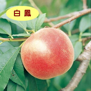 �y�������z���@���P�i�ږؕc�j4��LL�|�b�g