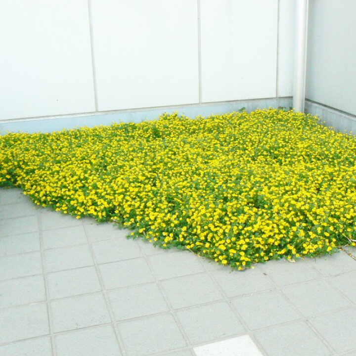 楽天市場】【メカルドニア属】イエロージュエル3号ポット : 産直花だん屋