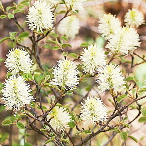 【マンサク属】白花マンサク ブルーシャドー5号ポット