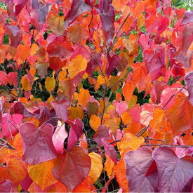 【マルバノキ属】マルバノキ 4号ポット