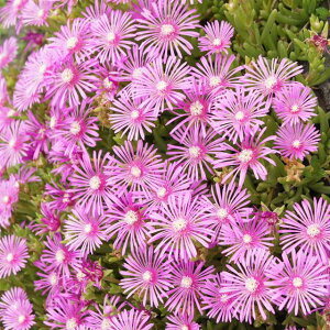 �y�}�c�o�M�N���z���t�e ��] 3���|�b�g