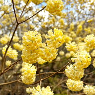【ミツマタ属】（三椏）大輪黄花ミツマタ　5号ポット