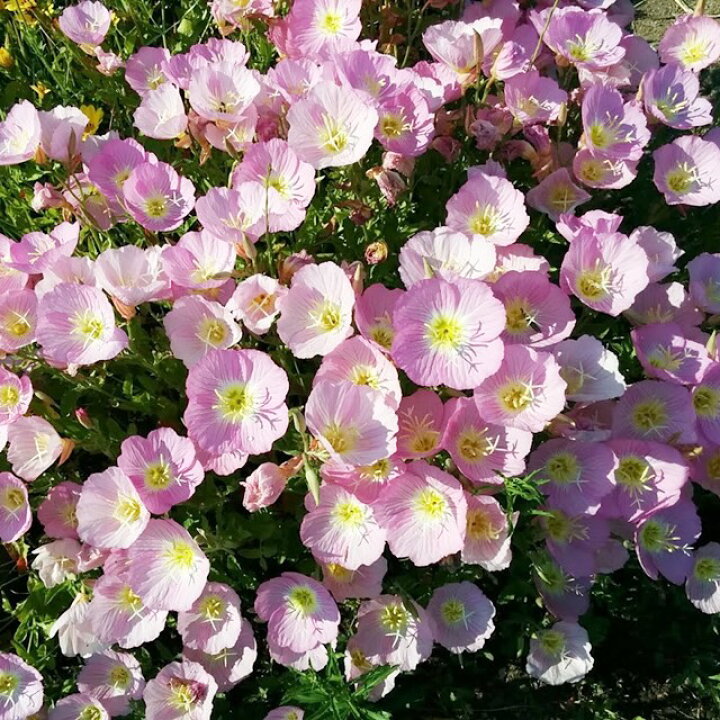 楽天市場】【マツヨイグサ属】昼咲き月見草（ツキミソウ）3号ポット 