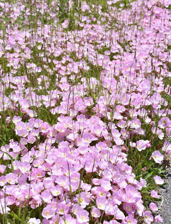 楽天市場】【マツヨイグサ属】昼咲き月見草（ツキミソウ）3号ポット 