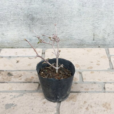 楽天市場 ガマズミ属 ヤブデマリワタナベ4 5号ポット 産直花だん屋