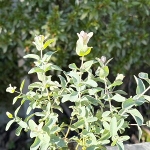 Oϗty[Jz[J@Vo[_[@3|bg