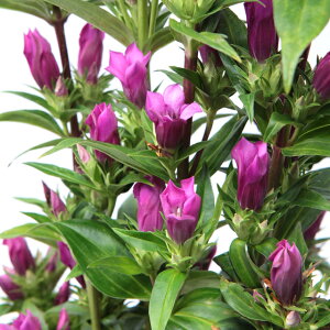 �y�����h�E���z�����h�E�@���r�[3���|�b�g�@���o�^�i��