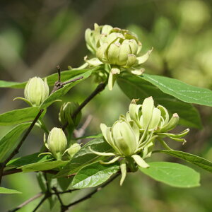 yNoiEoCz胍EoCAel@3.5|bg