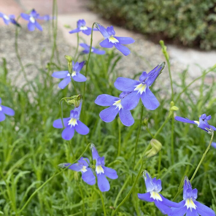 楽天市場 ロベリア属 宿根ロベリアパラシオンブルー3号ポット 産直花だん屋