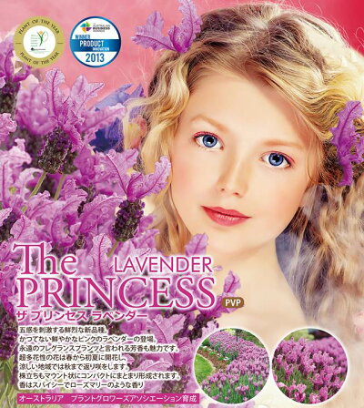 楽天市場 ラバンドゥラ属 ラベンダーザ プリンセス 3 5号ポット 産直花だん屋