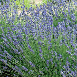 苗 イングリッシュ ラベンダー 農業資材 ガーデニング用品の人気商品 通販 価格比較 価格 Com