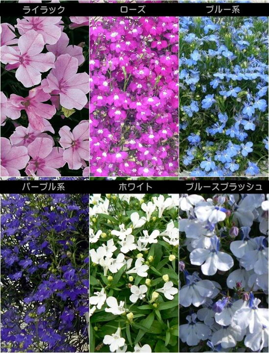楽天市場 ロベリア属 ロベリア這性レガッタシリーズ3号ポット 産直花だん屋 楽天市場 ロベリア属 ロベリア這性レガッタシリーズ3号ポット 産直花だん屋