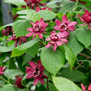 yjICEoCzEoCn[gbWC4΃v|bg